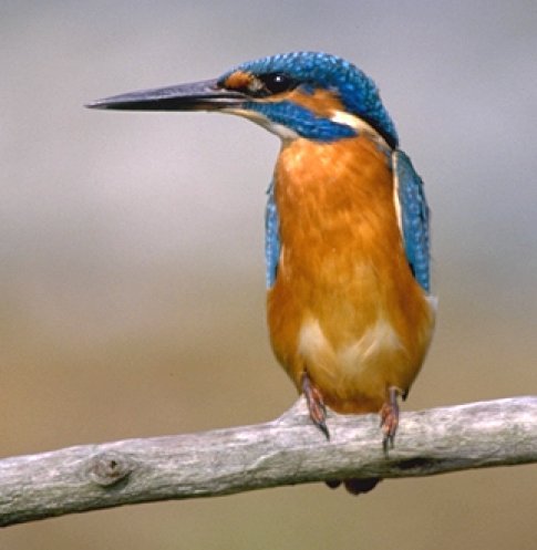  Image name: martin pescatore2.jpg 
 width: 485 pixel 
 height: 497 pixel 
 Size: 32234 bytes 
 Click to enlarge 